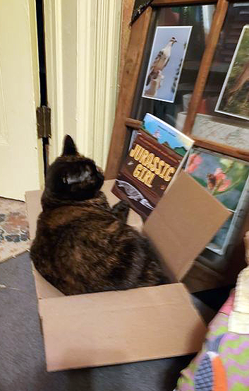 cat in box